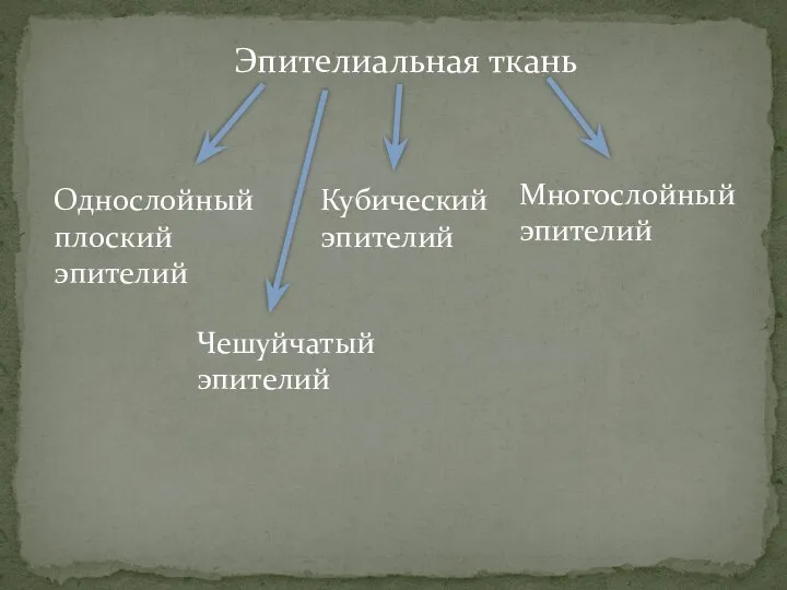 Эпителиальная ткань Однослойный плоский эпителий Кубический эпителий Многослойный эпителий Чешуйчатый эпителий