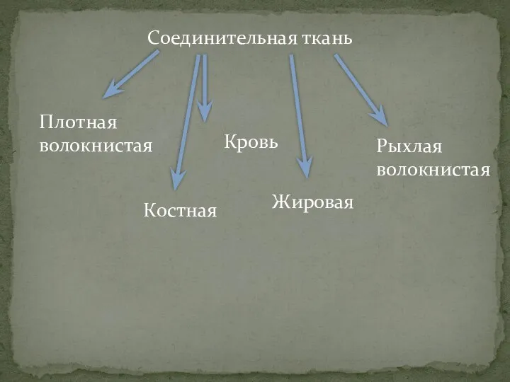 Соединительная ткань Плотная волокнистая Костная Кровь Жировая Рыхлая волокнистая