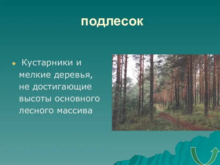 подлесок Кустарники и мелкие деревья, не достигающие высоты основного лесного массива