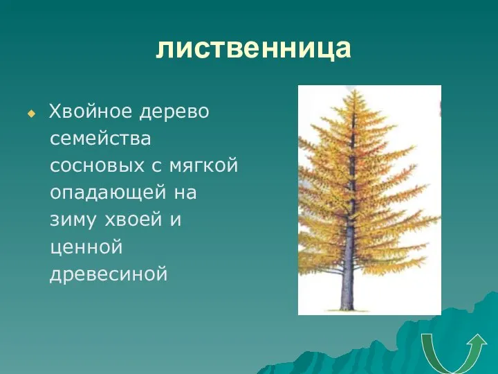 лиственница Хвойное дерево семейства сосновых с мягкой опадающей на зиму хвоей и ценной древесиной
