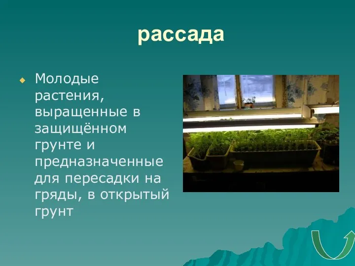 рассада Молодые растения, выращенные в защищённом грунте и предназначенные для пересадки на гряды, в открытый грунт