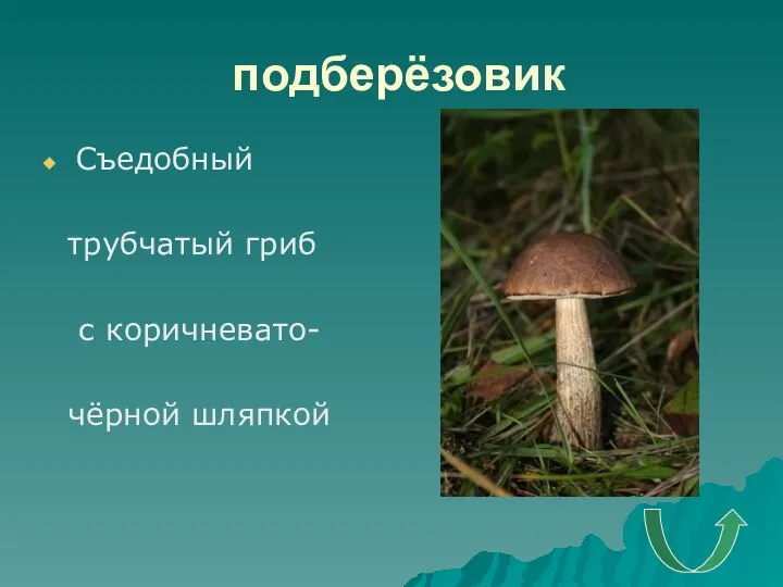 подберёзовик Съедобный трубчатый гриб с коричневато- чёрной шляпкой