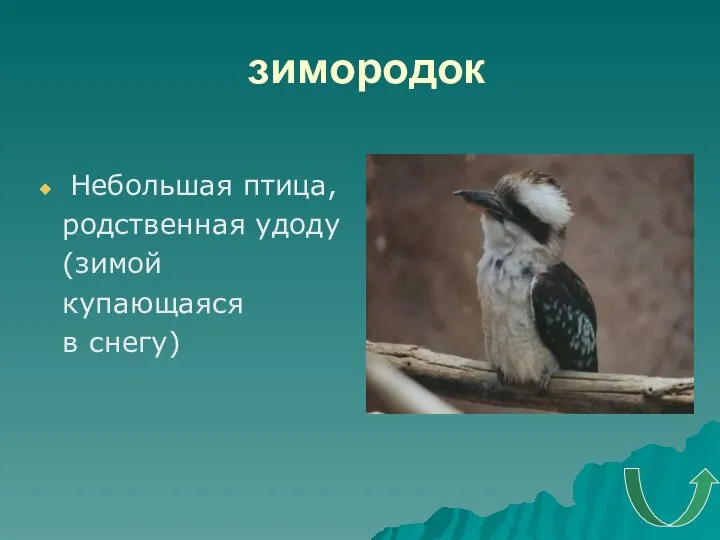 зимородок Небольшая птица, родственная удоду (зимой купающаяся в снегу)