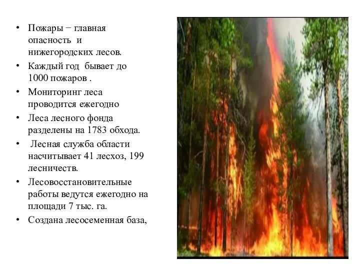 Пожары − главная опасность и нижегородских лесов. Каждый год бывает до