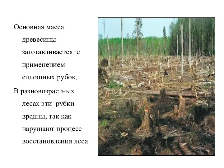 Основная масса древесины заготавливается с применением сплошных рубок. В разновозрастных лесах