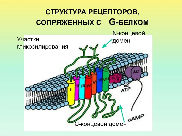 СТРУКТУРА РЕЦЕПТОРОВ,СОПРЯЖЕННЫХ С G-БЕЛКОМ N-концевой домен Участки гликозилирования С-концевой домен