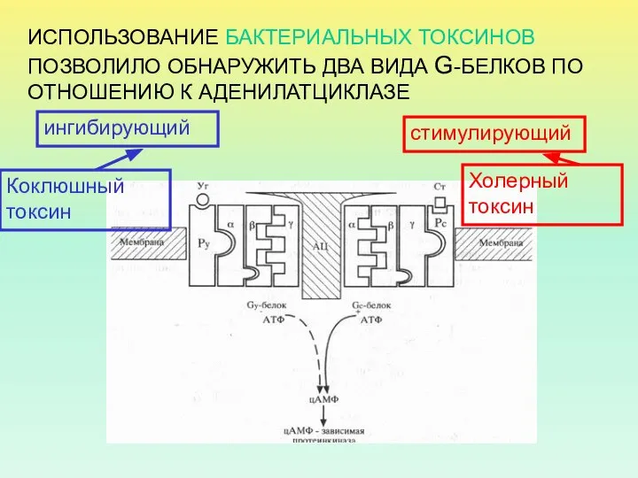 ИСПОЛЬЗОВАНИЕ БАКТЕРИАЛЬНЫХ ТОКСИНОВ ПОЗВОЛИЛО ОБНАРУЖИТЬ ДВА ВИДА G-БЕЛКОВ ПО ОТНОШЕНИЮ К