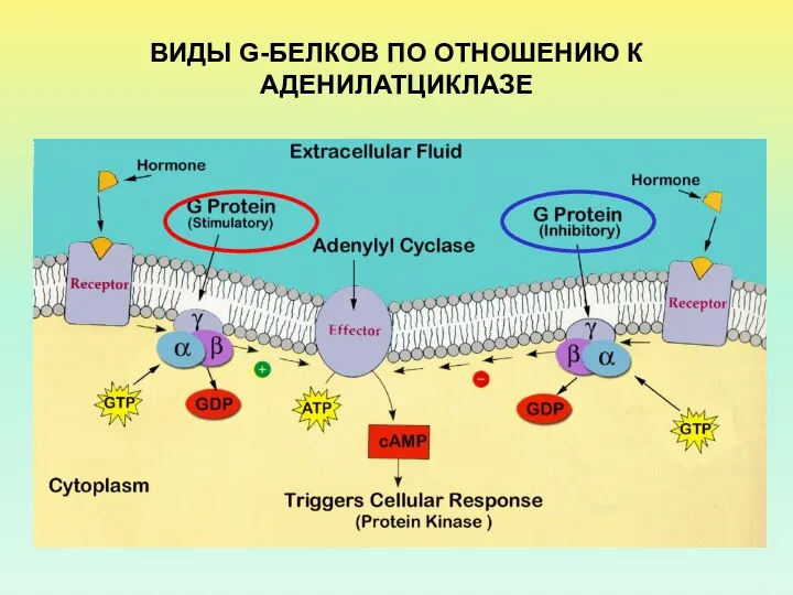 ВИДЫ G-БЕЛКОВ ПО ОТНОШЕНИЮ К АДЕНИЛАТЦИКЛАЗЕ