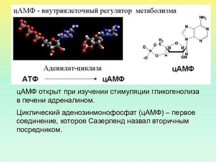 цАМФ открыт при изучении стимуляции гликогенолиза в печени адреналином. Циклический аденозинмонофосфат