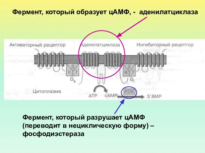 Фермент, который образует цАМФ, - аденилатциклаза Фермент, который разрушает цАМФ (переводит в нециклическую форму) – фосфодиэстераза