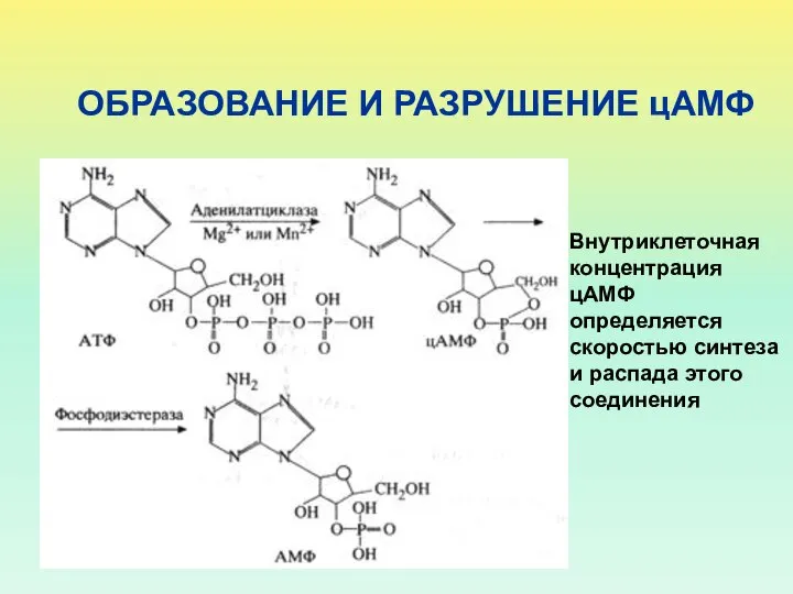 ОБРАЗОВАНИЕ И РАЗРУШЕНИЕ цАМФ Внутриклеточная концентрация цАМФ определяется скоростью синтеза и распада этого соединения