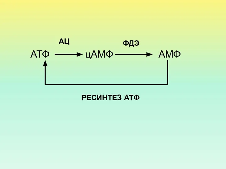 АТФ АМФ цАМФ АЦ ФДЭ РЕСИНТЕЗ АТФ