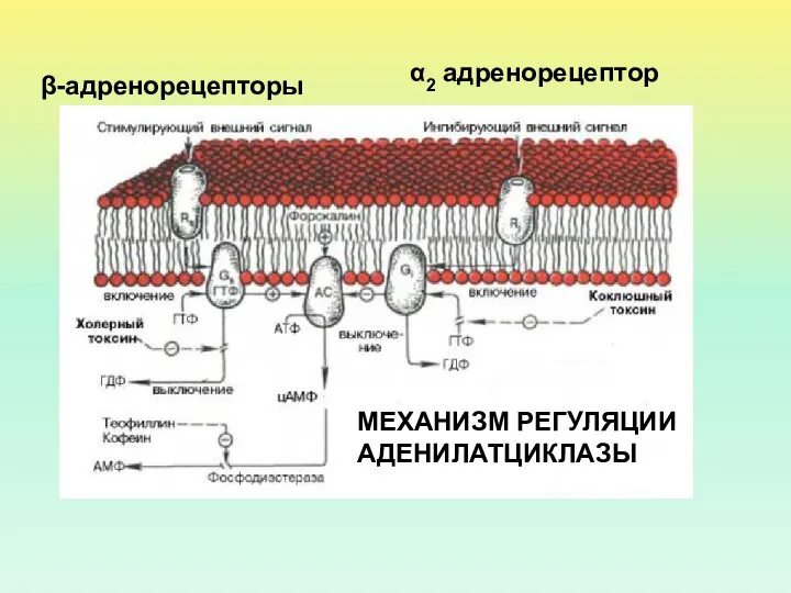 МЕХАНИЗМ РЕГУЛЯЦИИ АДЕНИЛАТЦИКЛАЗЫ β-адренорецепторы α2 адренорецептор