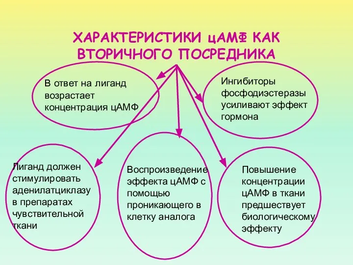 ХАРАКТЕРИСТИКИ цАМФ КАК ВТОРИЧНОГО ПОСРЕДНИКА Лиганд должен стимулировать аденилатциклазу в препаратах