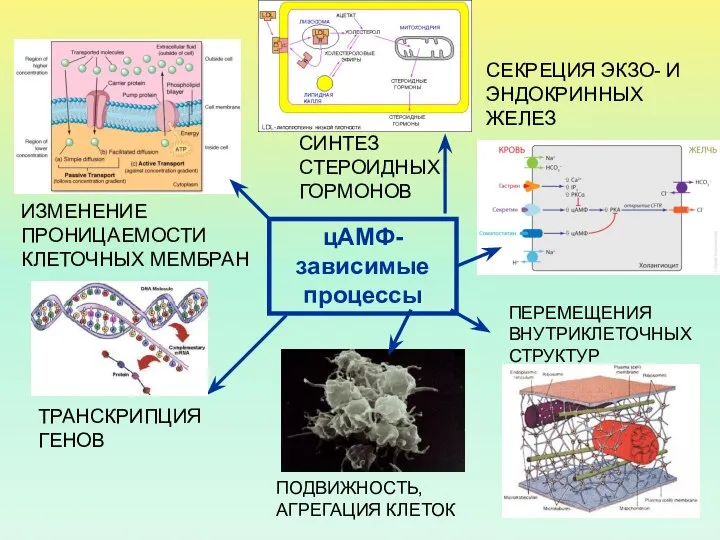 ИЗМЕНЕНИЕ ПРОНИЦАЕМОСТИ КЛЕТОЧНЫХ МЕМБРАН СИНТЕЗ СТЕРОИДНЫХ ГОРМОНОВ СЕКРЕЦИЯ ЭКЗО- И ЭНДОКРИННЫХ