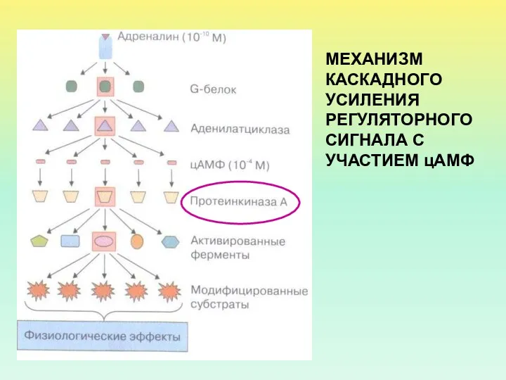 МЕХАНИЗМ КАСКАДНОГО УСИЛЕНИЯ РЕГУЛЯТОРНОГО СИГНАЛА С УЧАСТИЕМ цАМФ