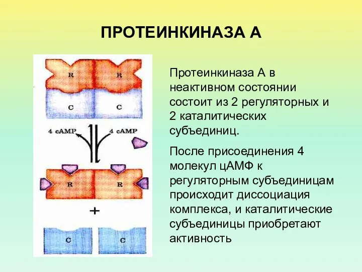 ПРОТЕИНКИНАЗА А Протеинкиназа А в неактивном состоянии состоит из 2 регуляторных