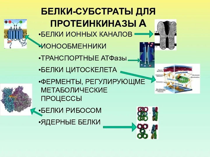 БЕЛКИ-СУБСТРАТЫ ДЛЯ ПРОТЕИНКИНАЗЫ А БЕЛКИ ИОННЫХ КАНАЛОВ ИОНООБМЕННИКИ ТРАНСПОРТНЫЕ АТФазы БЕЛКИ