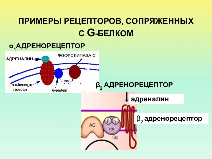 ПРИМЕРЫ РЕЦЕПТОРОВ, СОПРЯЖЕННЫХ С G-БЕЛКОМ α1АДРЕНОРЕЦЕПТОР β2 АДРЕНОРЕЦЕПТОР