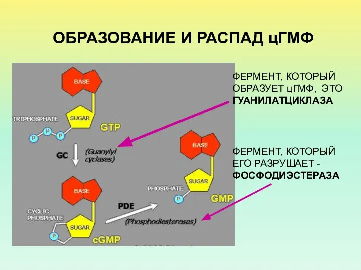 ОБРАЗОВАНИЕ И РАСПАД цГМФ ФЕРМЕНТ, КОТОРЫЙ ОБРАЗУЕТ цГМФ, ЭТО ГУАНИЛАТЦИКЛАЗА ФЕРМЕНТ, КОТОРЫЙ ЕГО РАЗРУШАЕТ - ФОСФОДИЭСТЕРАЗА