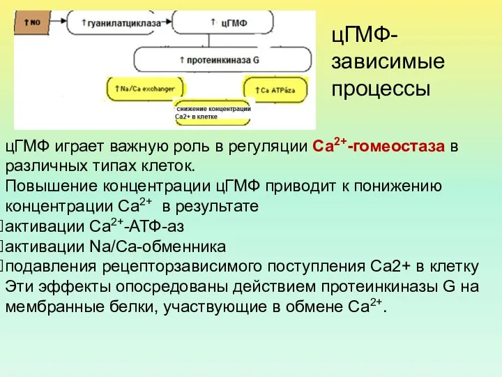 цГМФ играет важную роль в регуляции Са2+-гомеостаза в различных типах клеток.