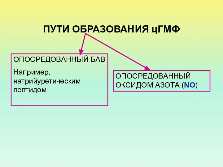 ПУТИ ОБРАЗОВАНИЯ цГМФ ОПОСРЕДОВАННЫЙ БАВ Например, натрийуретическим пептидом ОПОСРЕДОВАННЫЙ ОКСИДОМ АЗОТА (NO)