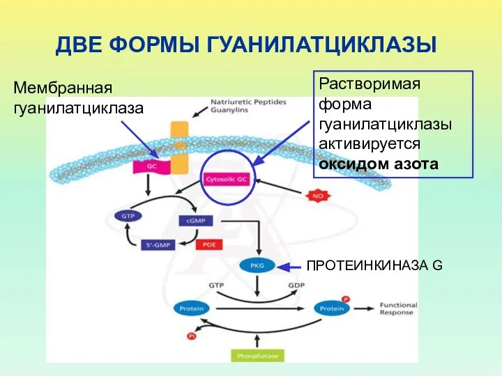 ДВЕ ФОРМЫ ГУАНИЛАТЦИКЛАЗЫ Мембранная гуанилатциклаза Растворимая форма гуанилатциклазы активируется оксидом азота ПРОТЕИНКИНАЗА G