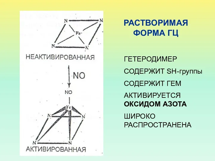 РАСТВОРИМАЯ ФОРМА ГЦ ГЕТЕРОДИМЕР СОДЕРЖИТ SH-группы СОДЕРЖИТ ГЕМ АКТИВИРУЕТСЯ ОКСИДОМ АЗОТА ШИРОКО РАСПРОСТРАНЕНА