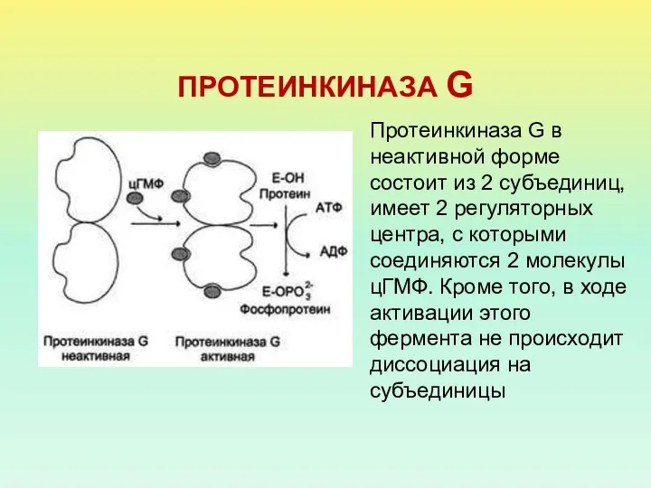 ПРОТЕИНКИНАЗА G Протеинкиназа G в неактивной форме состоит из 2 субъединиц,