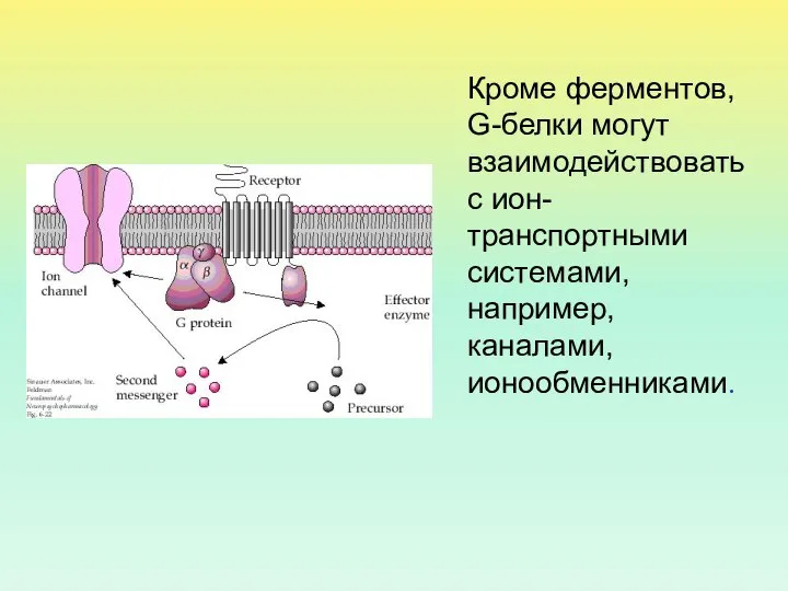 Кроме ферментов, G-белки могут взаимодействовать с ион-транспортными системами, например, каналами, ионообменниками.