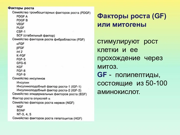 Факторы роста (GF) или митогены стимулируют рост клетки и ее прохождение