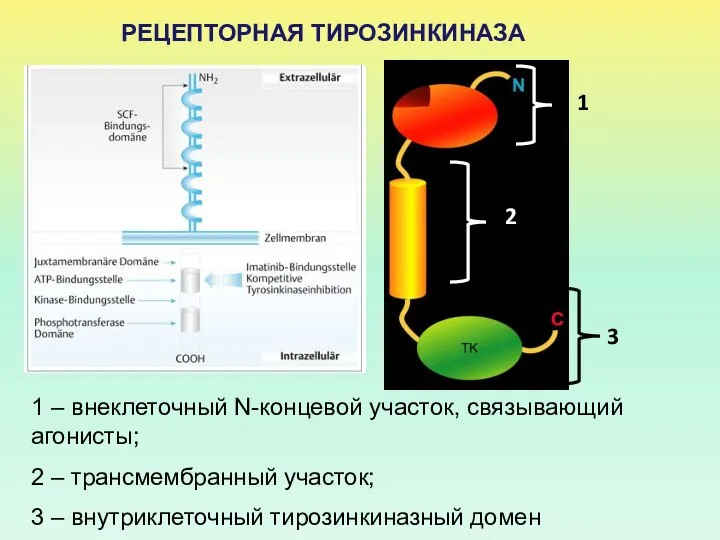 РЕЦЕПТОРНАЯ ТИРОЗИНКИНАЗА 1 – внеклеточный N-концевой участок, связывающий агонисты; 2 –