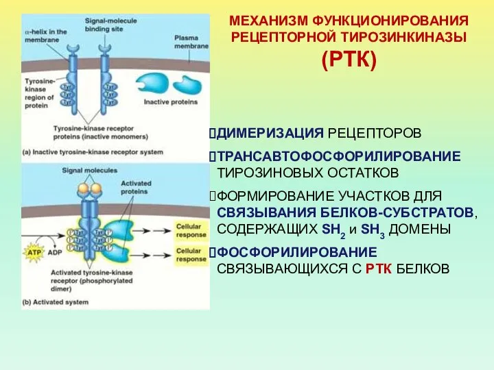 МЕХАНИЗМ ФУНКЦИОНИРОВАНИЯ РЕЦЕПТОРНОЙ ТИРОЗИНКИНАЗЫ (РТК) ДИМЕРИЗАЦИЯ РЕЦЕПТОРОВ ТРАНСАВТОФОСФОРИЛИРОВАНИЕ ТИРОЗИНОВЫХ ОСТАТКОВ ФОРМИРОВАНИЕ