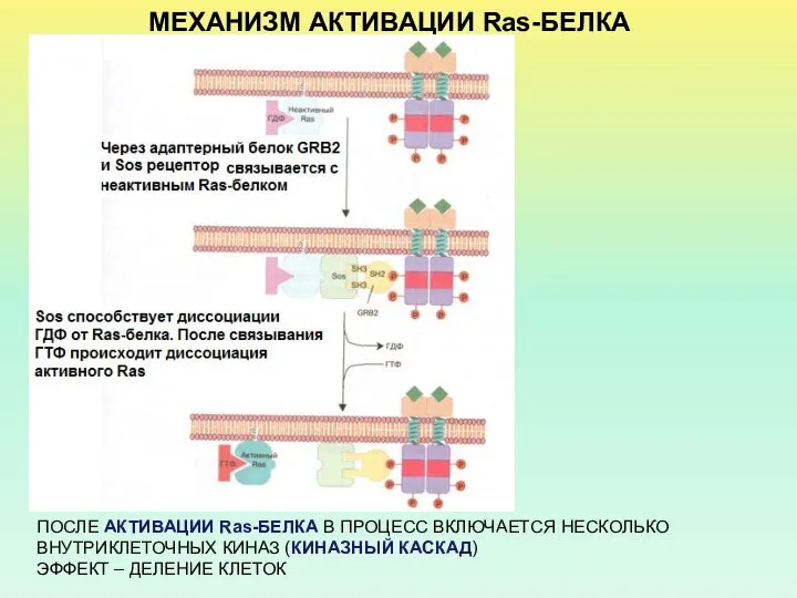 МЕХАНИЗМ АКТИВАЦИИ Ras-БЕЛКА ПОСЛЕ АКТИВАЦИИ Ras-БЕЛКА В ПРОЦЕСС ВКЛЮЧАЕТСЯ НЕСКОЛЬКО ВНУТРИКЛЕТОЧНЫХ