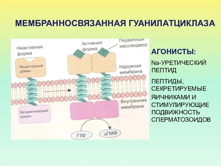 МЕМБРАННОСВЯЗАННАЯ ГУАНИЛАТЦИКЛАЗА АГОНИСТЫ: Na-УРЕТИЧЕСКИЙ ПЕПТИД ПЕПТИДЫ, СЕКРЕТИРУЕМЫЕ ЯИЧНИКАМИ И СТИМУЛИРУЮЩИЕ ПОДВИЖНОСТЬ СПЕРМАТОЗОИДОВ