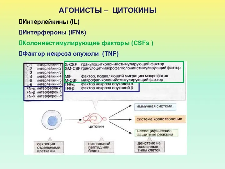 АГОНИСТЫ – ЦИТОКИНЫ Интерлейкины (IL) Интерфероны (IFNs) Колониестимулирующие факторы (CSFs ) Фактор некроза опухоли (TNF)