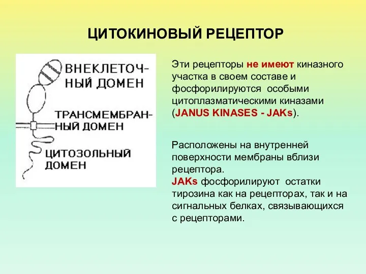 ЦИТОКИНОВЫЙ РЕЦЕПТОР Эти рецепторы не имеют киназного участка в своем составе