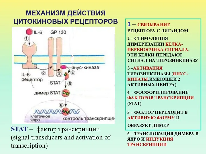 МЕХАНИЗМ ДЕЙСТВИЯ ЦИТОКИНОВЫХ РЕЦЕПТОРОВ 1 – СВЯЗЫВАНИЕ РЕЦЕПТОРА С ЛИГАНДОМ 2