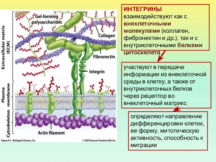 ИНТЕГРИНЫ взаимодействуют как с внеклеточными молекулами (коллаген, фибронектин и др.), так