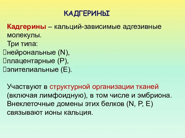 Кадгерины – кальций-зависимые адгезивные молекулы. Три типа: нейрональные (N), плацентарные (Р),