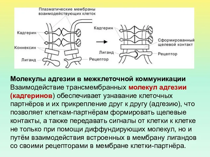 Молекулы адгезии в межклеточной коммуникации Взаимодействие трансмембранных молекул адгезии (кадгеринов) обеспечивает