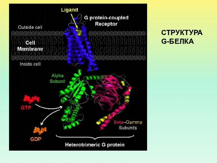 СТРУКТУРА G-БЕЛКА