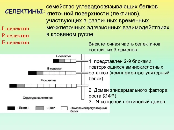 L-селектин Р-селектин Е-селектин Внеклеточная часть селектинов состоит из 3 доменов: 1