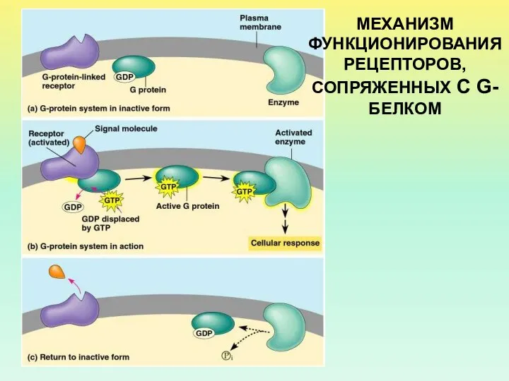 МЕХАНИЗМ ФУНКЦИОНИРОВАНИЯ РЕЦЕПТОРОВ, СОПРЯЖЕННЫХ С G-БЕЛКОМ