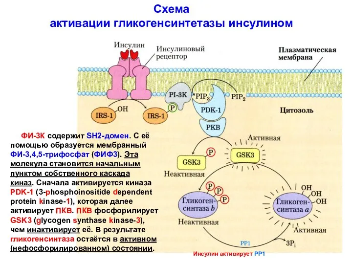 Схема активации гликогенсинтетазы инсулином ФИ-3К содержит SH2-домен. С её помощью образуется