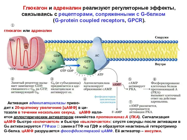 Глюкагон и адреналин реализуют регуляторные эффекты, связываясь с рецепторами, сопряженными с