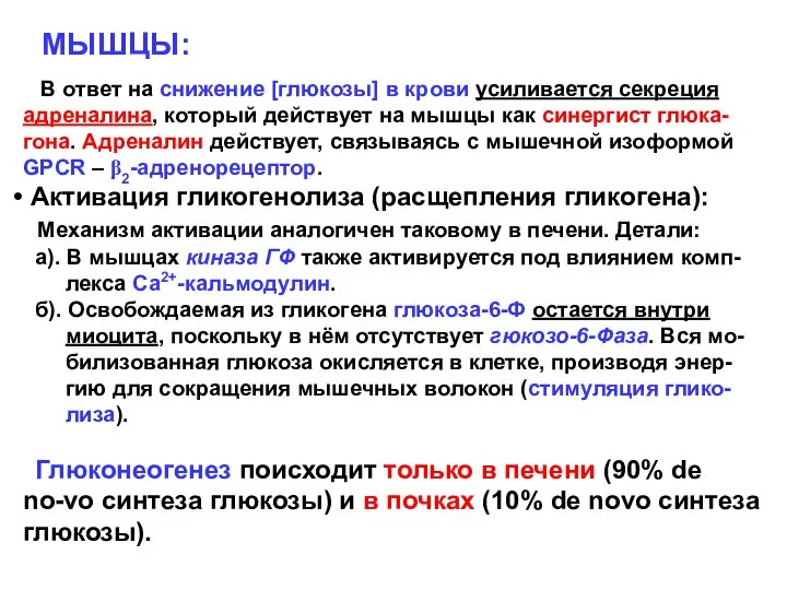 МЫШЦЫ: В ответ на снижение [глюкозы] в крови усиливается секреция адреналина,