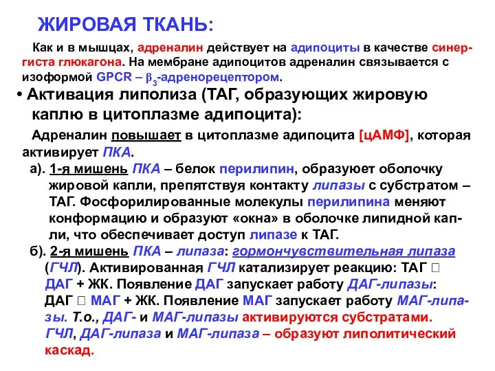 ЖИРОВАЯ ТКАНЬ: Как и в мышцах, адреналин действует на адипоциты в