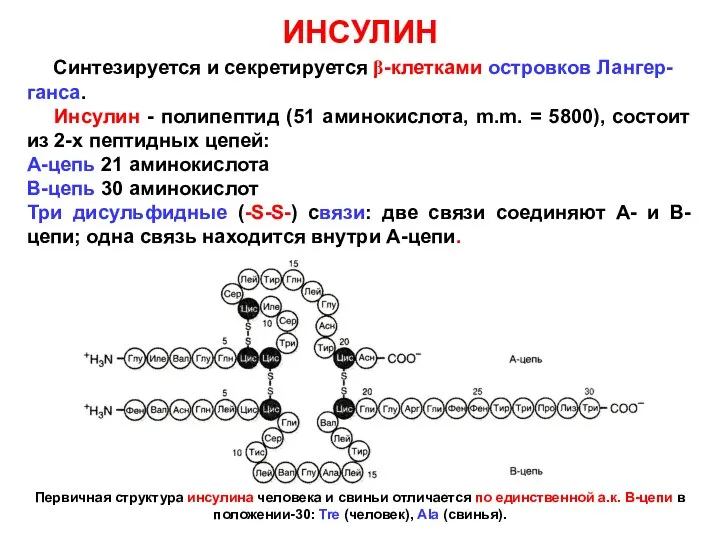 ИНСУЛИН Синтезируется и секретируется β-клетками островков Лангер-ганса. Инсулин - полипептид (51