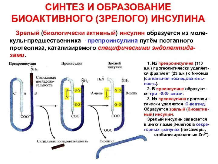 СИНТЕЗ И ОБРАЗОВАНИЕ БИОАКТИВНОГО (ЗРЕЛОГО) ИНСУЛИНА Зрелый (биологически активный) инсулин образуется